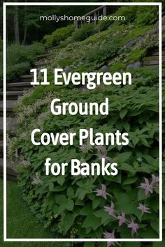 some plants that are growing on the side of a hill with text overlay reading 11 evergreen ground cover plants for banks