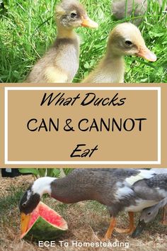 what ducks can and cannot eat in the grass with text overlay that reads, what ducks can and cannot eat