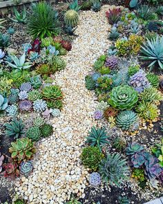 a garden filled with lots of different types of succulents and rocks on the ground