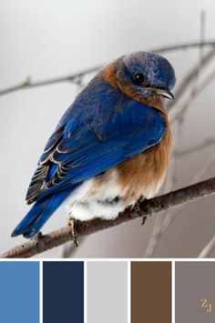 a blue bird sitting on top of a tree branch with color swatches in the background