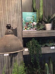 a lamp and some plants on a shelf