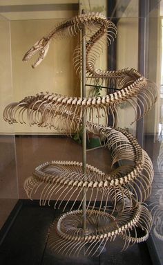 a display case with an animal skeleton in it