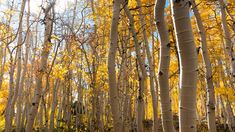 a grove of trees with yellow leaves on them