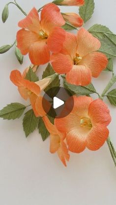 orange flowers with green leaves on white surface