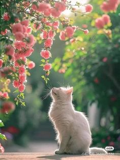 a white cat sitting under a tree with pink flowers on it's branches and looking up at the sky