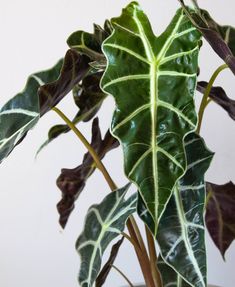 a large green leafy plant in a white vase