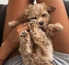 a small dog sitting on top of a woman's lap with her paws in the air