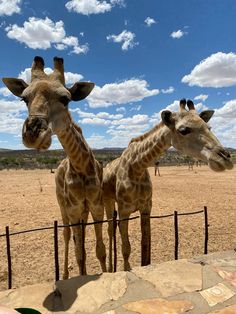 two giraffes standing next to each other behind a fence