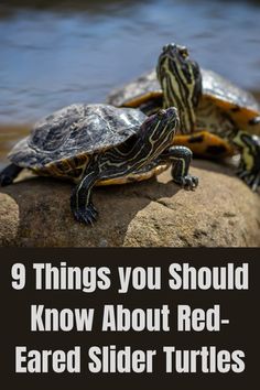 two turtles sitting on top of a rock with the words 9 things you should know about red - eared slider turtles