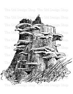 an ink drawing of a tree stump