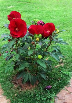 three red flowers are growing in the grass