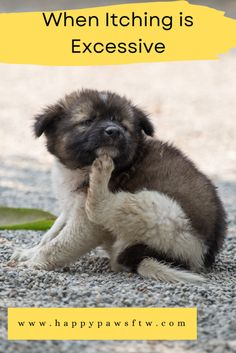 a puppy sitting on the ground with its paw in his mouth and text overlay saying when itching is excessive