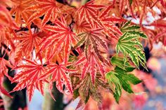 red and green leaves hanging from a tree