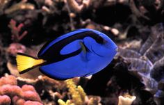 a blue and yellow fish is swimming in an aquarium with corals on the bottom