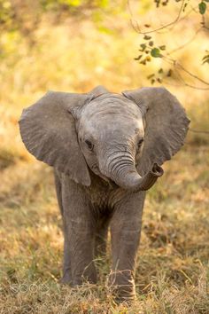 an elephant is standing in the grass with its trunk up and it's eyes closed