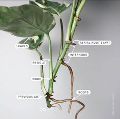 the parts of a plant that are labeled