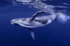 a humpback whale swims under the surface of the blue water, with its mouth open