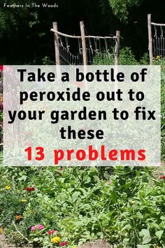 a garden filled with lots of plants and flowers next to a wooden fence that says take a bottle of peroxide out to your garden to fix these 13 problems