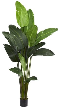 a potted plant with large green leaves in it's centerpiece on a white background