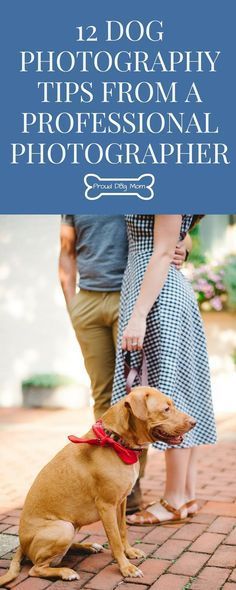 a brown dog sitting on top of a brick floor next to a person holding a leash