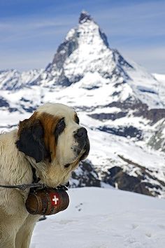 a large white dog standing on top of a snow covered slope with a mountain in the background