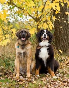 two dogs sitting next to each other in front of trees with leaves on the ground