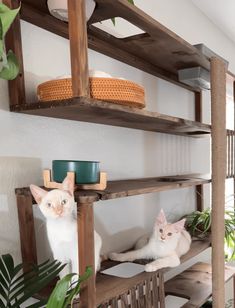 two white cats sitting on wooden shelves in a room with plants and potted plants