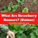 what are strawberry runners? stolens