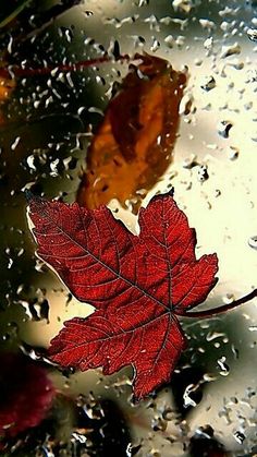 a red leaf sitting on top of a wet window