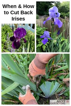 purple flowers and green plants with text overlay that says, when & how to cut back irises