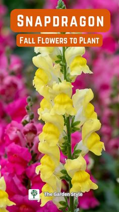 snapdragon flowers with text overlay that reads snapdragon fall flowers to plant