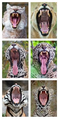 four different pictures of a leopard with its mouth open and teeth wide open, the other showing