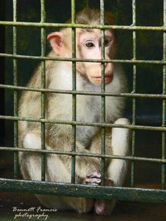 a monkey is sitting in a cage looking at the camera