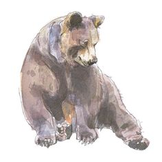 a watercolor drawing of a bear sitting on its hind legs and looking at the ground