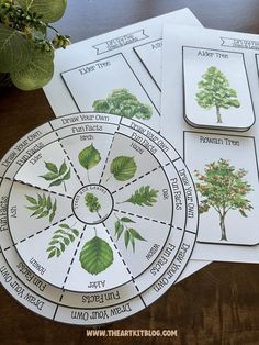 four cards with different types of trees on them and the words tree identification in each card