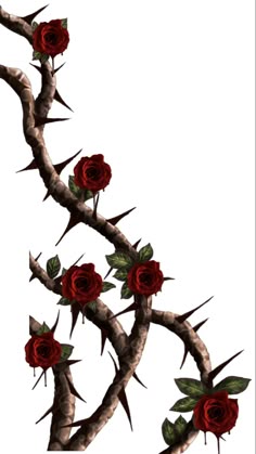 a branch with red roses on it against a white background, in the shape of a twig