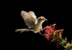 a small white bird flying over a red flower