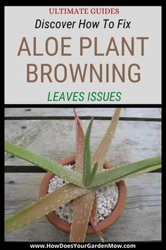 the ultimate guide to discovering how to fix an aloe plant browning leaves issues, with text overlay