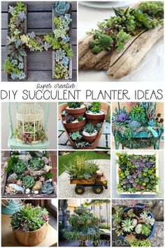 different types of succulent planter ideas