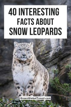 a snow leopard with the words 40 interesting fact about snow leopards