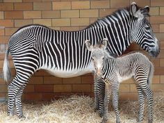 two zebras standing next to each other in front of a brick wall and hay