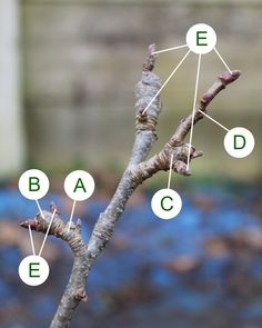 an image of a tree with the letters e, b, c and e on it