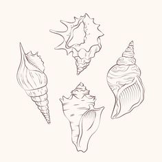 four seashells are shown in black and white, one is drawn by hand