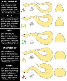 the instructions for how to draw an animal's tail in different colors and sizes