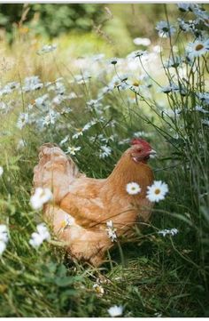 a chicken is laying in the grass among daisies