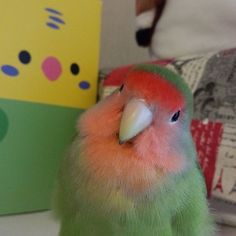 a green and orange bird sitting next to a box