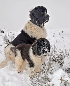 two dogs are playing in the snow on top of a snowy hill with shrubbery