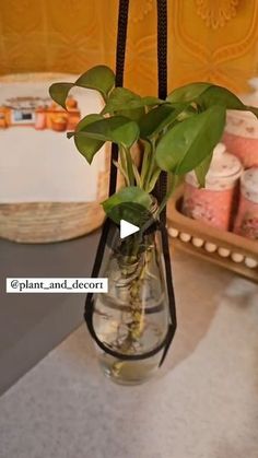 a potted plant in a hanging glass vase