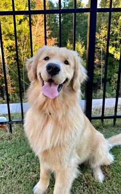 a golden retriever sitting in front of a gate with his tongue hanging out and looking at the camera