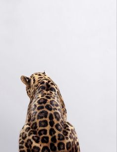 a close up of a giraffe's head and neck